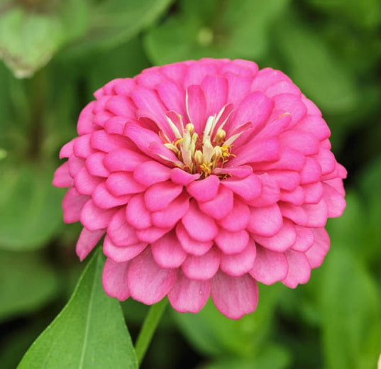 Zinnia Benary's Bright Pink Large Zinnias Seeds