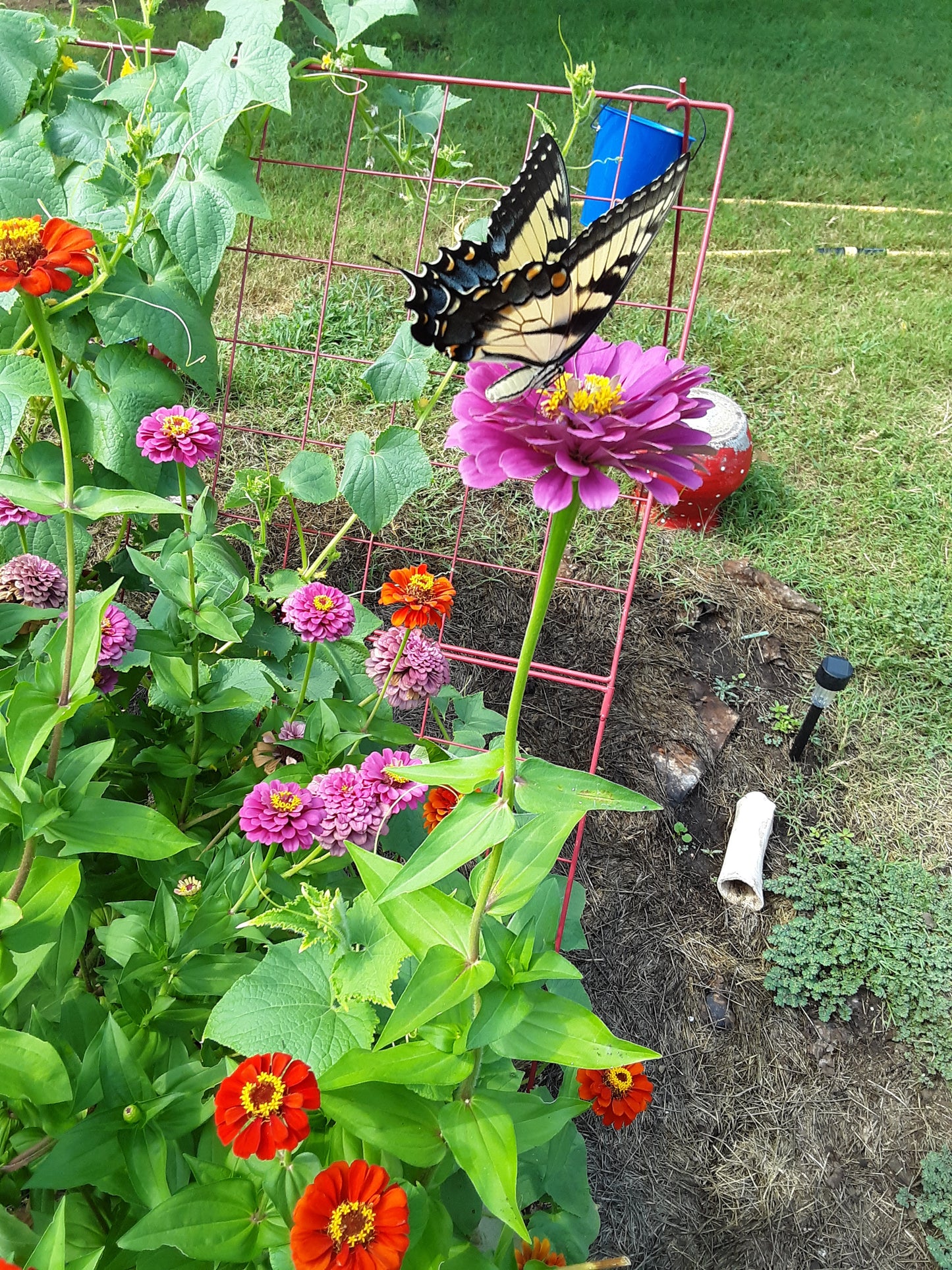 Pollinator's Garden Mixed Seeds