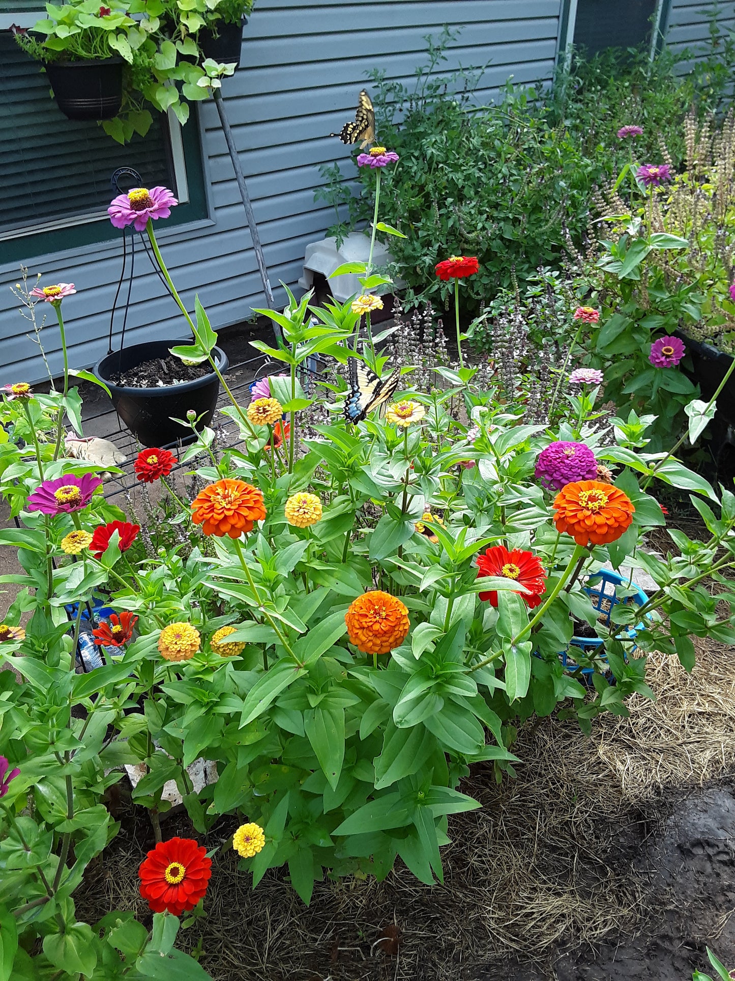 Butterfly Garden Mixed Flower and Herb Seeds