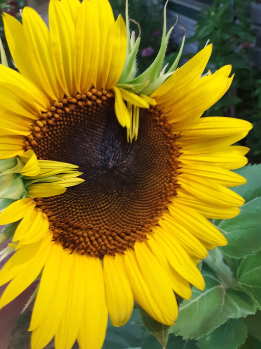 Sunflower Pro-Cut Orange Seeds