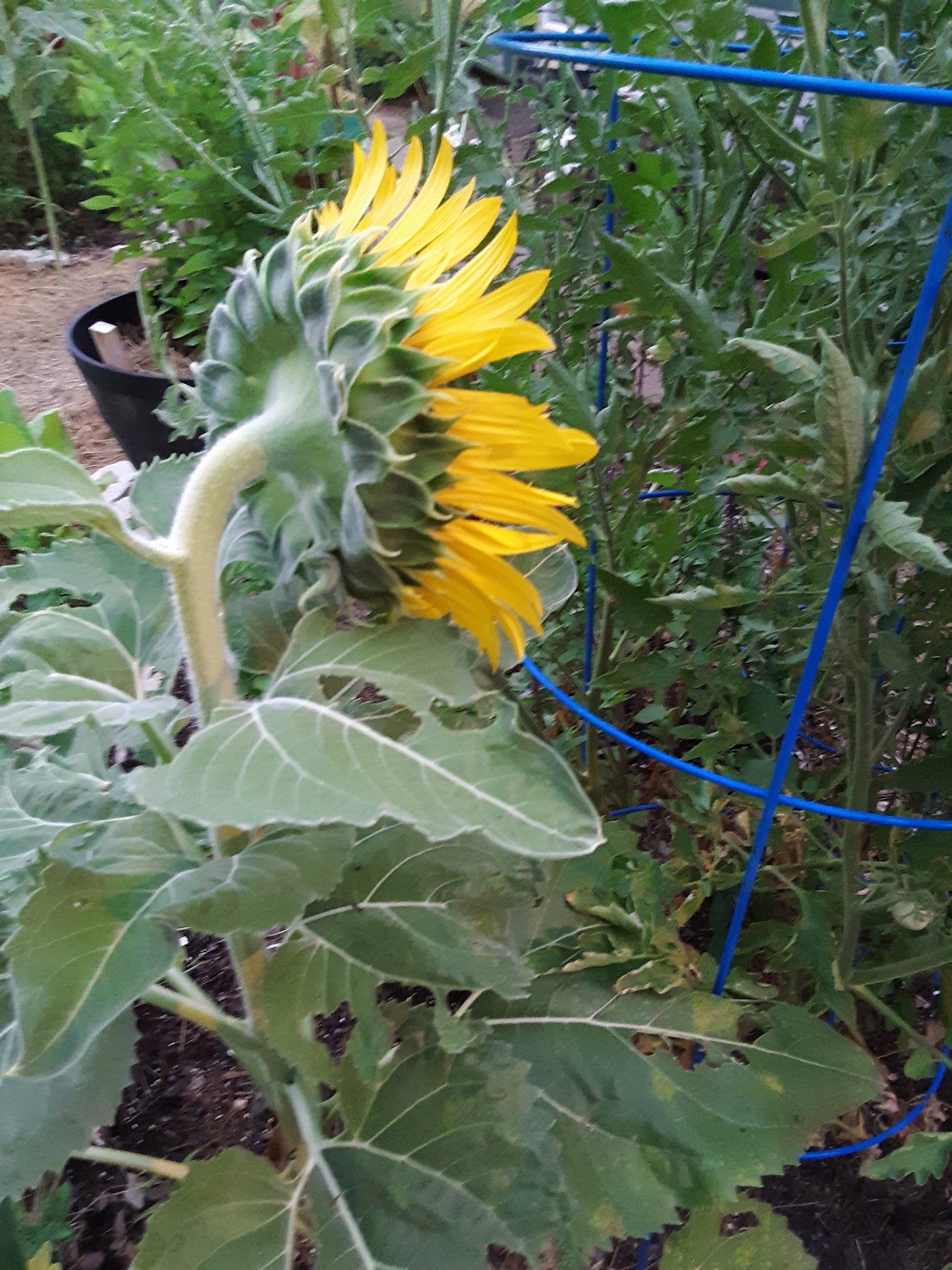 Sunflower Pro-Cut Orange Seeds