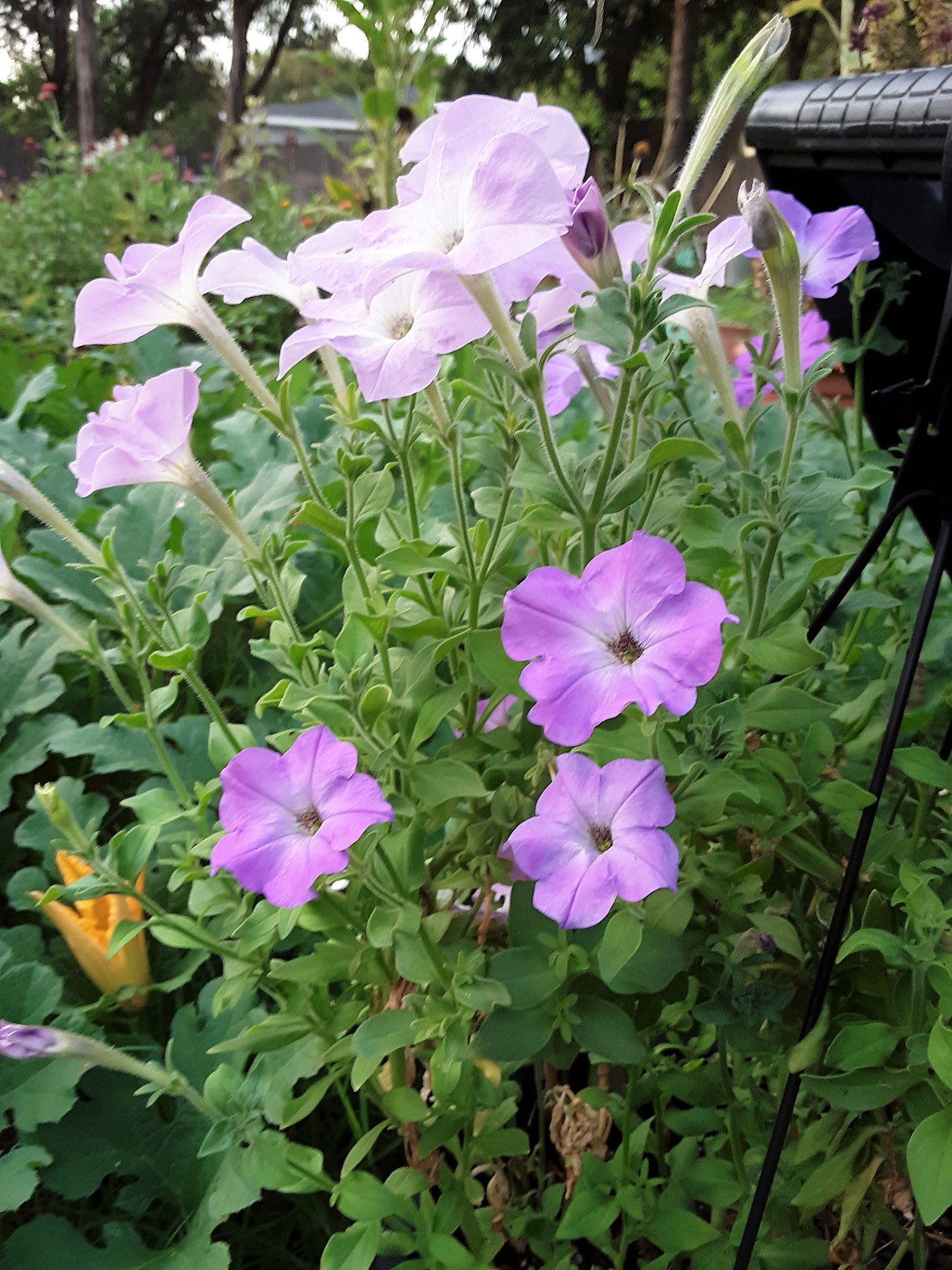 Petunia, Old Fashioned Vining Mixed Bloom Color Seeds