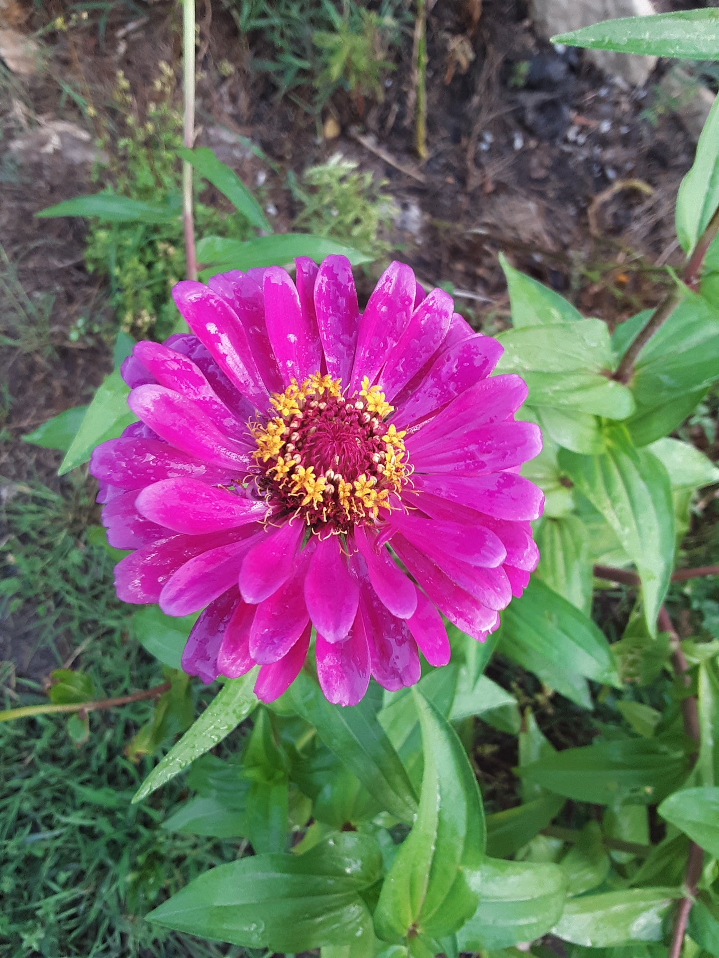 Zinnia Purple Queen Flower Seeds