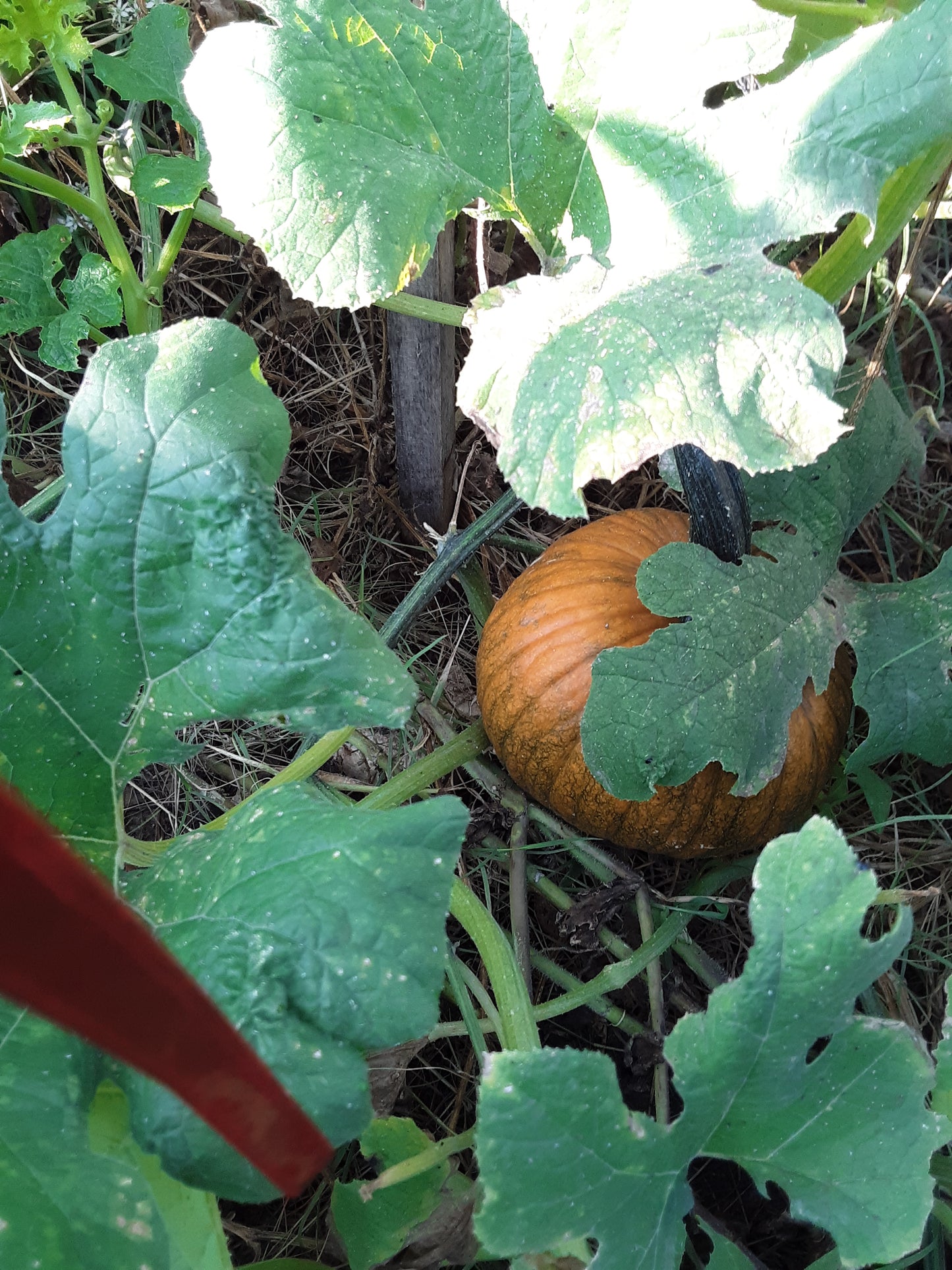 Pumpkin, Sugar Pumpkin Seeds