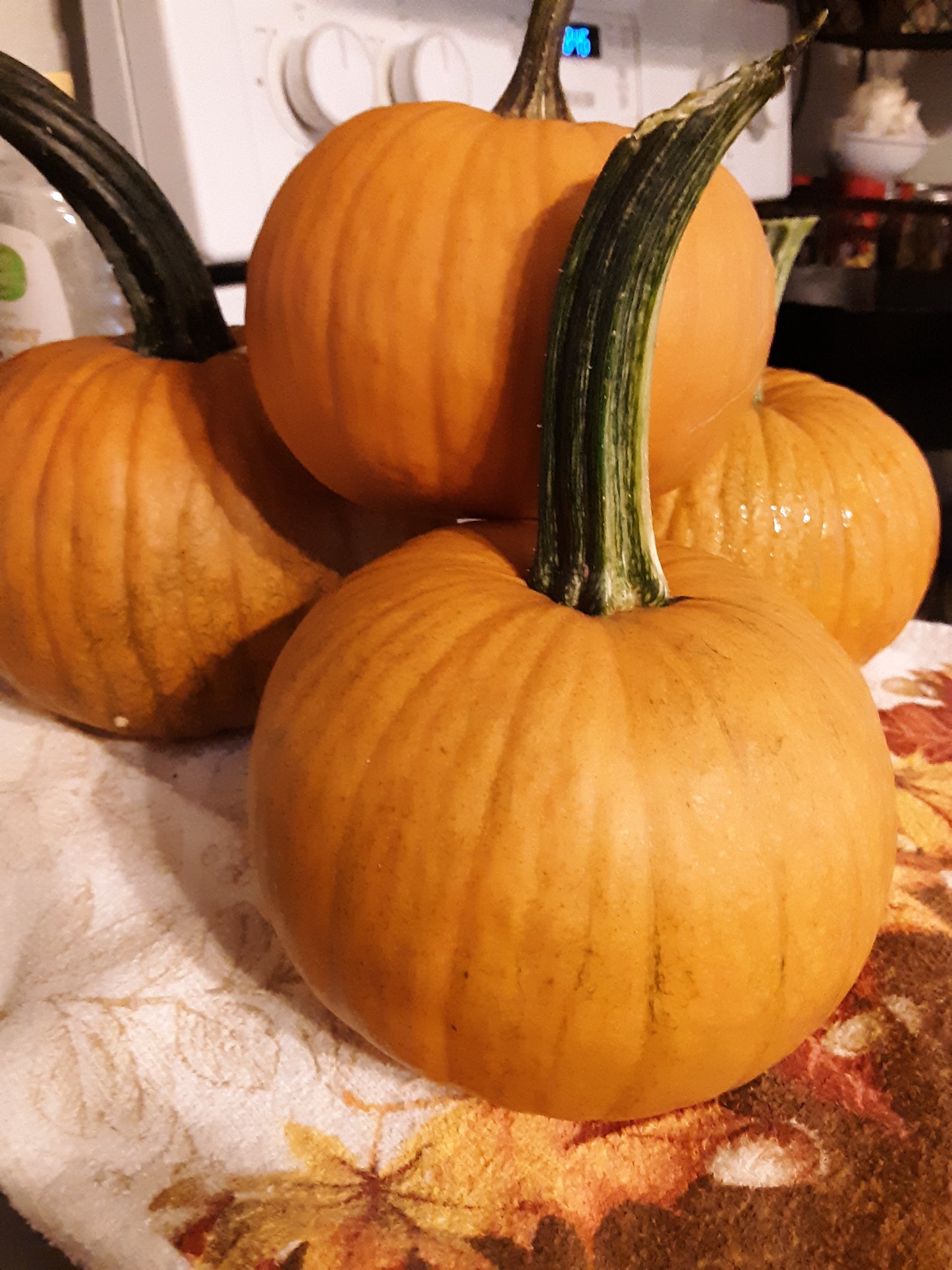 Pumpkin, Sugar Pumpkin Seeds