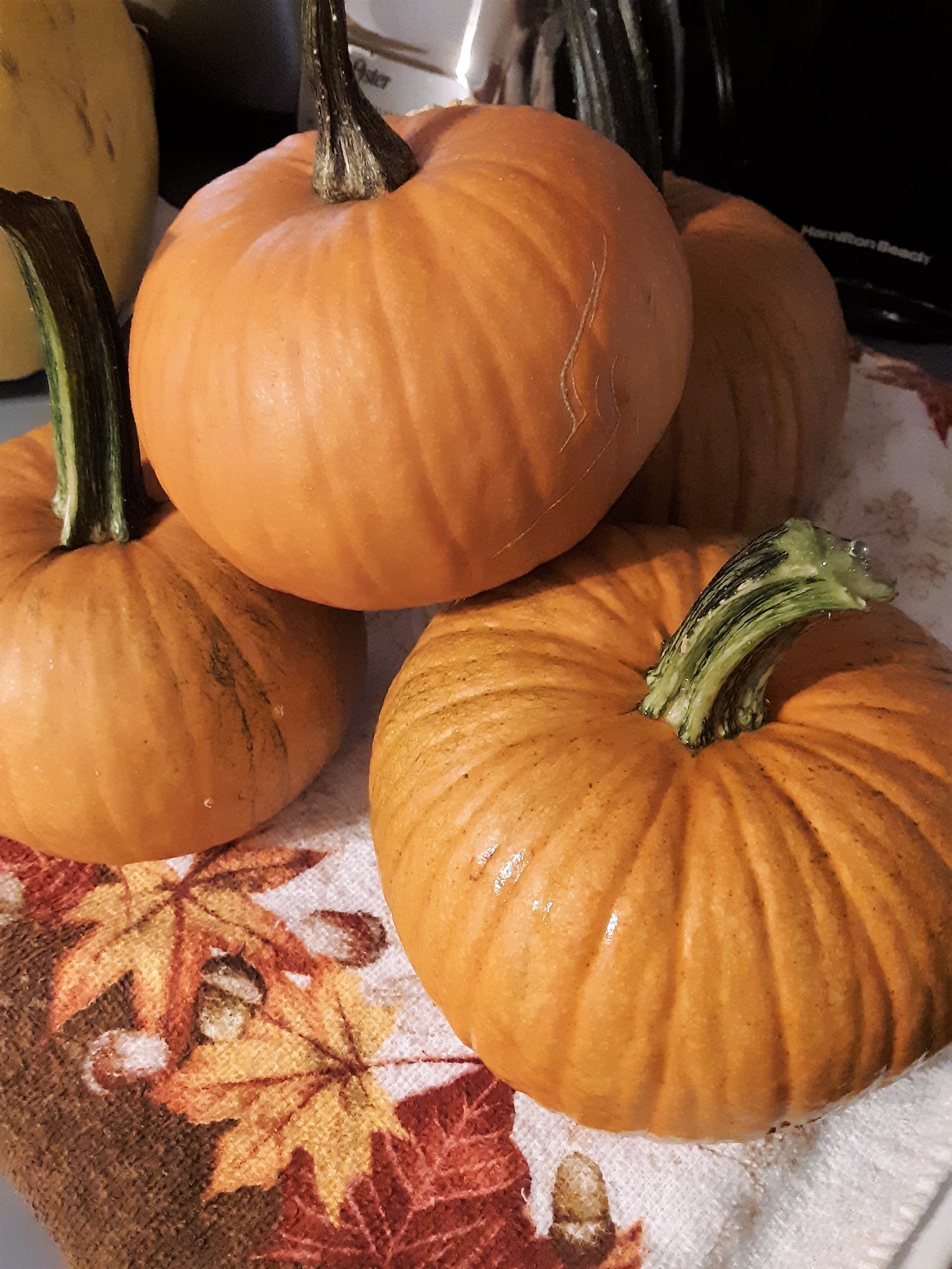 Pumpkin, Sugar Pumpkin Seeds