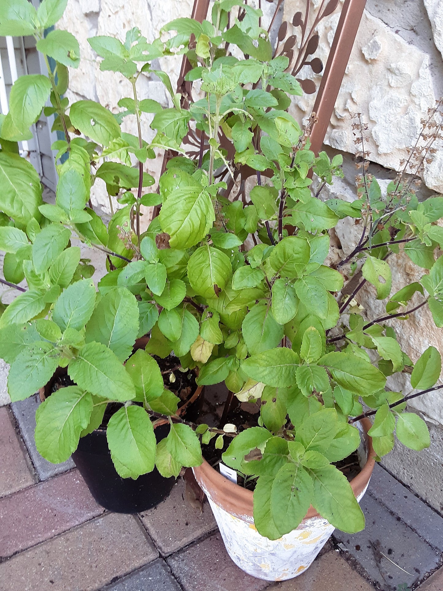 Basil, Holy Basil Seeds