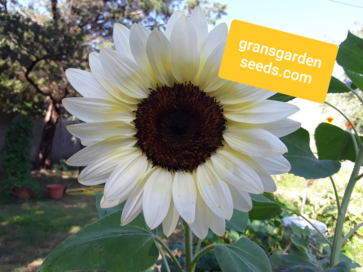 Sunflower Pro-Cut White Nite Seeds