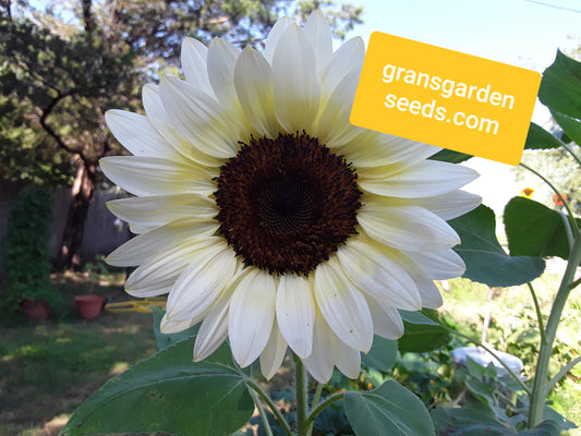 Sunflower Pro-Cut White Nite Seeds