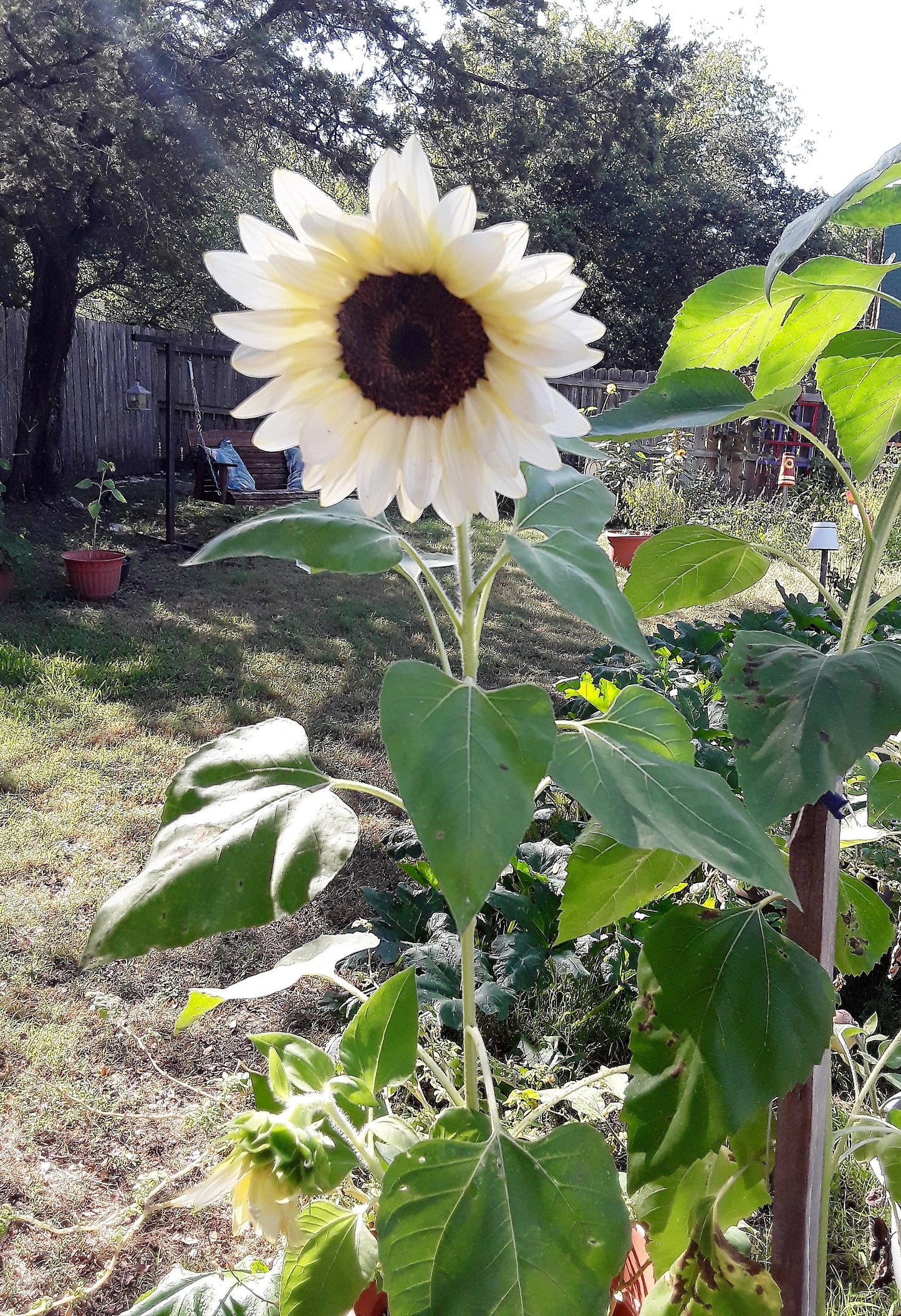 Sunflower Pro-Cut White Nite Seeds