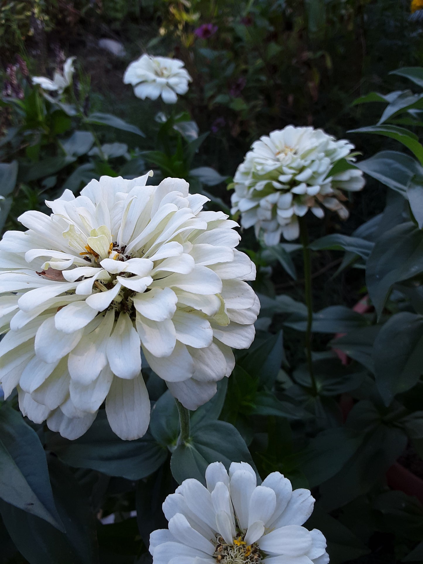 Zinnia Polar Bear Seeds