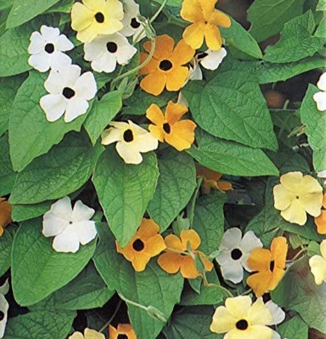 Black-Eyed Susan Vine Seeds