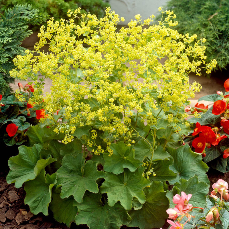 Lady's Mantle Herb Seeds