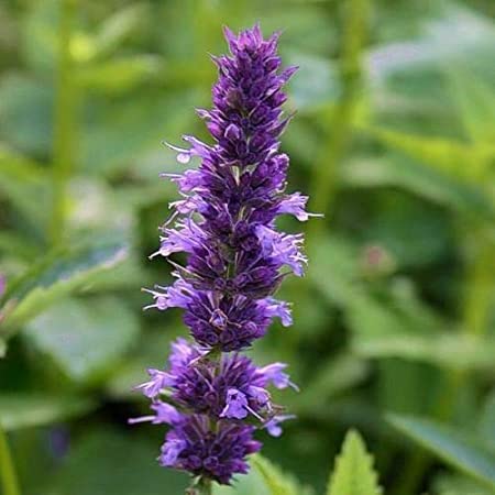 Hyssop Seeds, Agastache Mexicana Lavender Blue