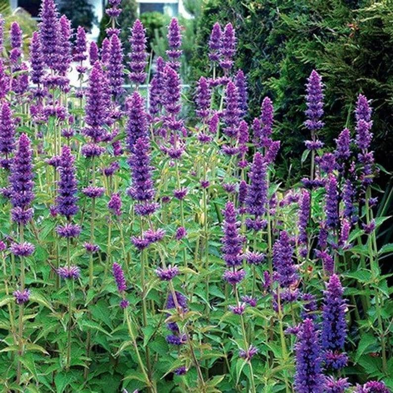 Hyssop Seeds, Agastache Mexicana Lavender Blue