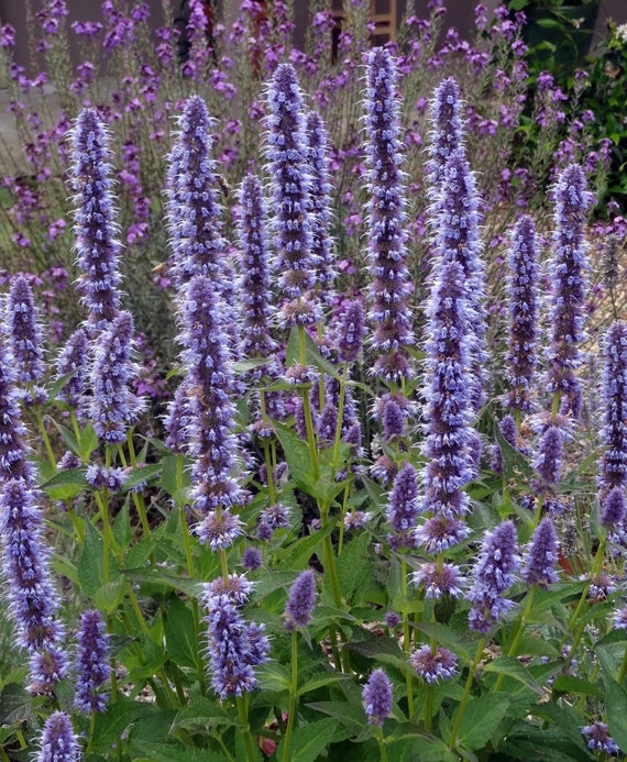 Hyssop Seeds, Agastache Mexicana Lavender Blue