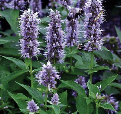 Hyssop Seeds, Agastache Mexicana Lavender Blue