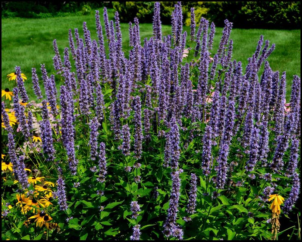 Hyssop Seeds, Agastache Mexicana Lavender Blue