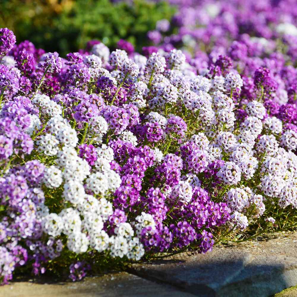 Alyssum Ground Cover Seeds Mixed Color