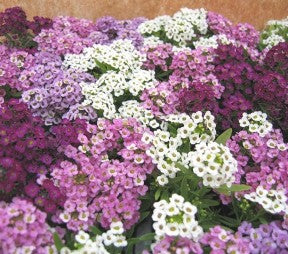 Alyssum Ground Cover Seeds Mixed Color