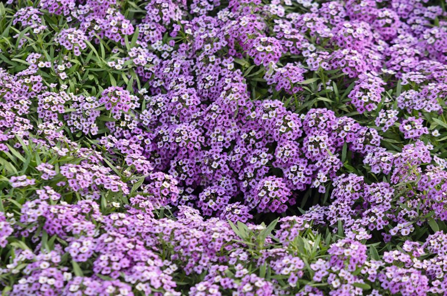 Alyssum Ground Cover Seeds Mixed Color