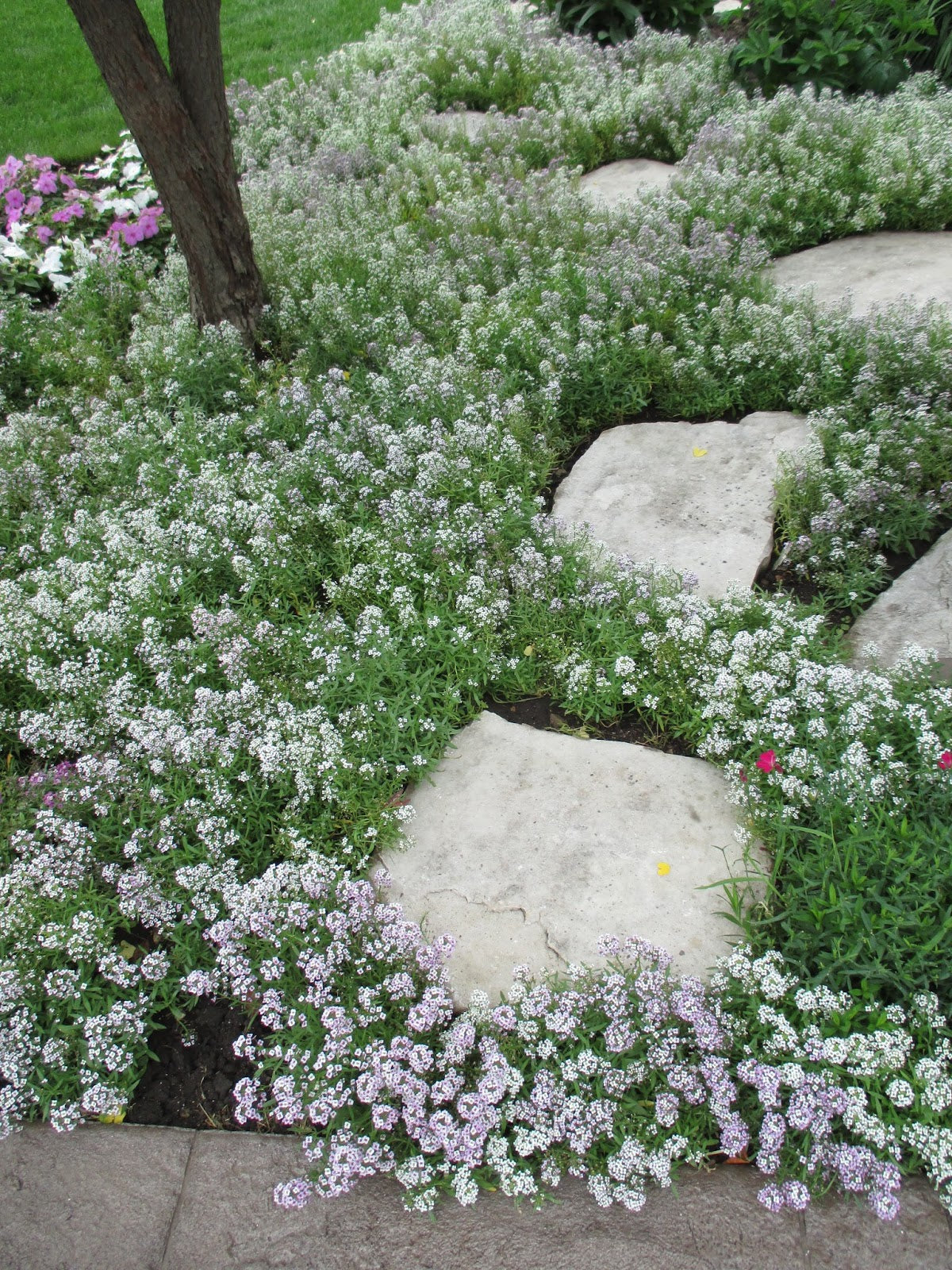 Alyssum Ground Cover Seeds Mixed Color