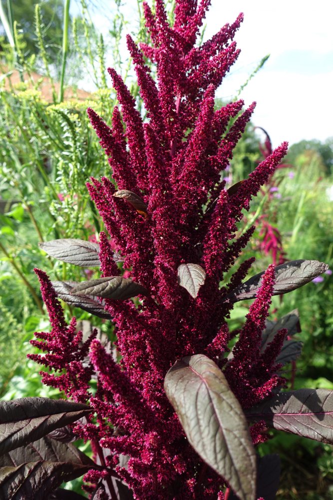 Amaranth Red Garnet Seeds (herb)