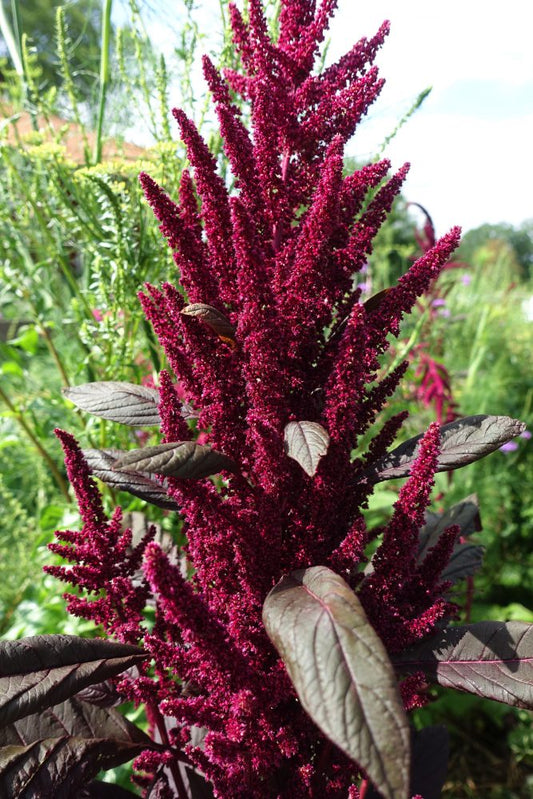 Amaranth Red Garnet Seeds (herb)