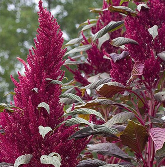 Amaranth Red Garnet Seeds (herb)