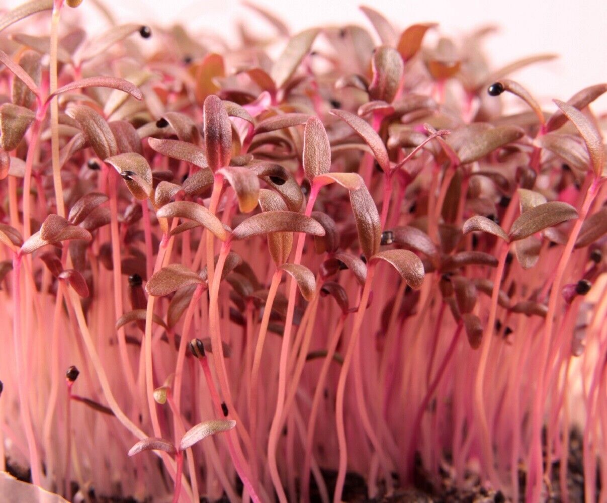 Amaranth Red Garnet Seeds (herb)