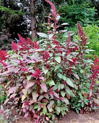 Amaranth Red Garnet Seeds (herb)
