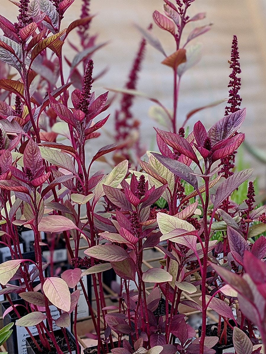 Amaranth Red Garnet Seeds (herb)
