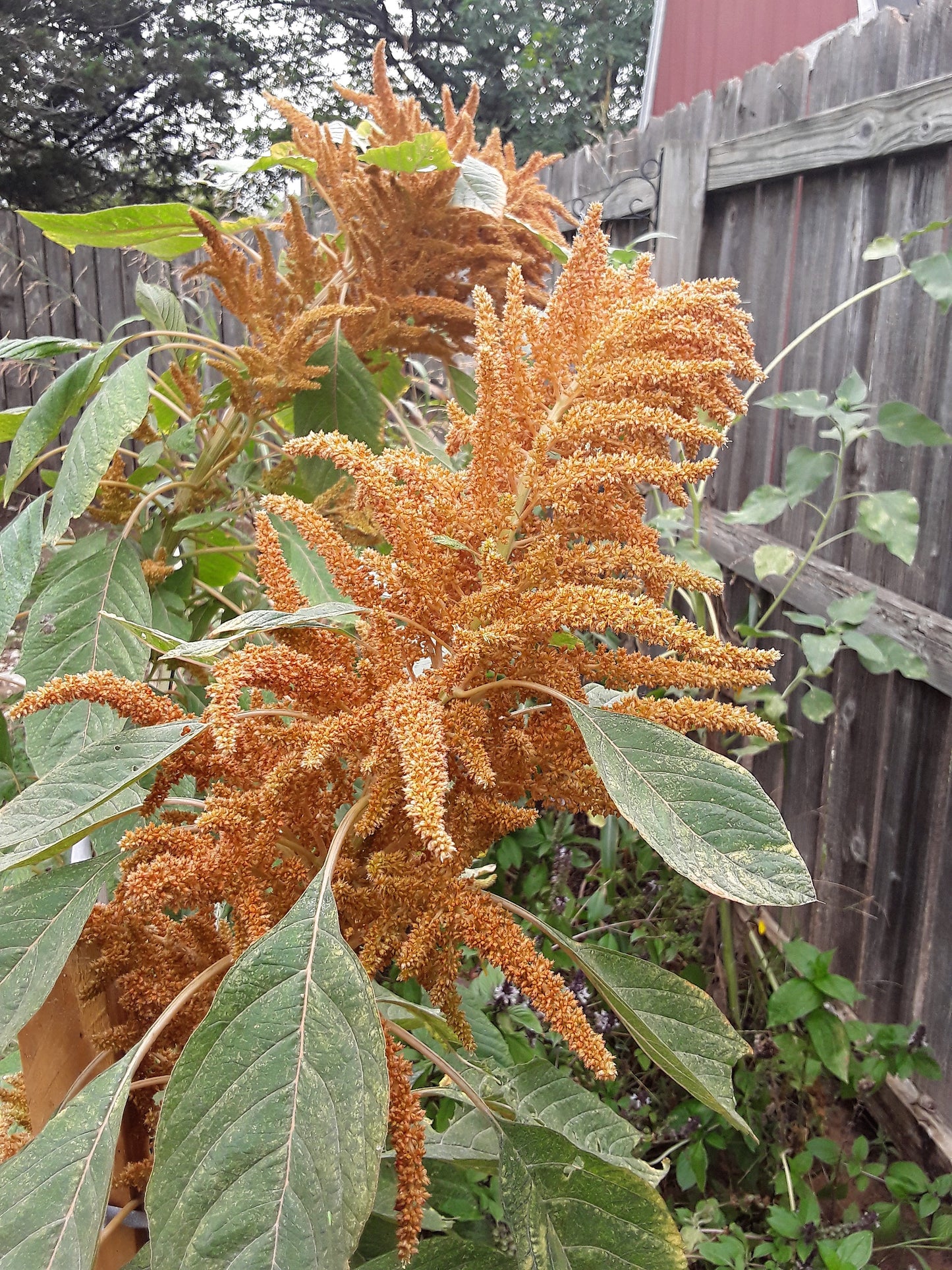 Amaranthus Cruentus Seeds, or Hot Biscuits