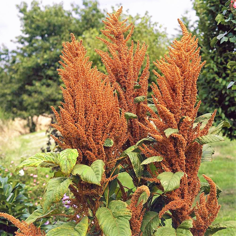 Amaranthus Cruentus Seeds, or Hot Biscuits