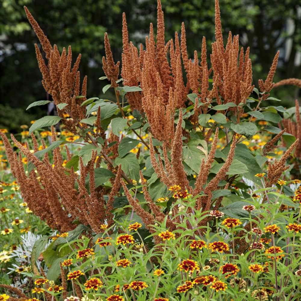 Amaranthus Cruentus Seeds, or Hot Biscuits