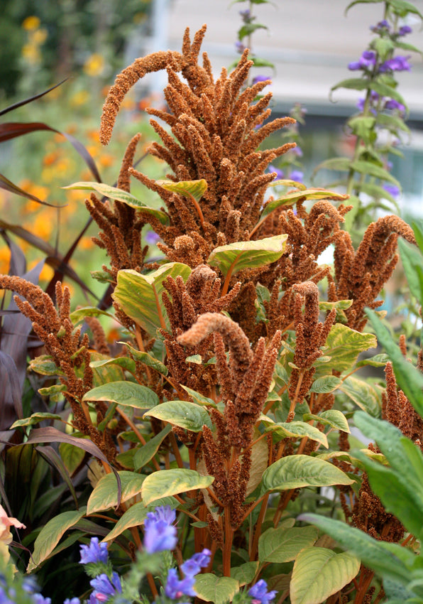 Amaranthus Cruentus Seeds, or Hot Biscuits