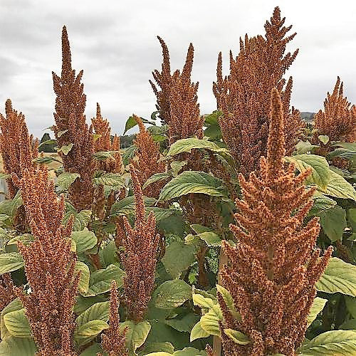 Amaranthus Cruentus Seeds, or Hot Biscuits