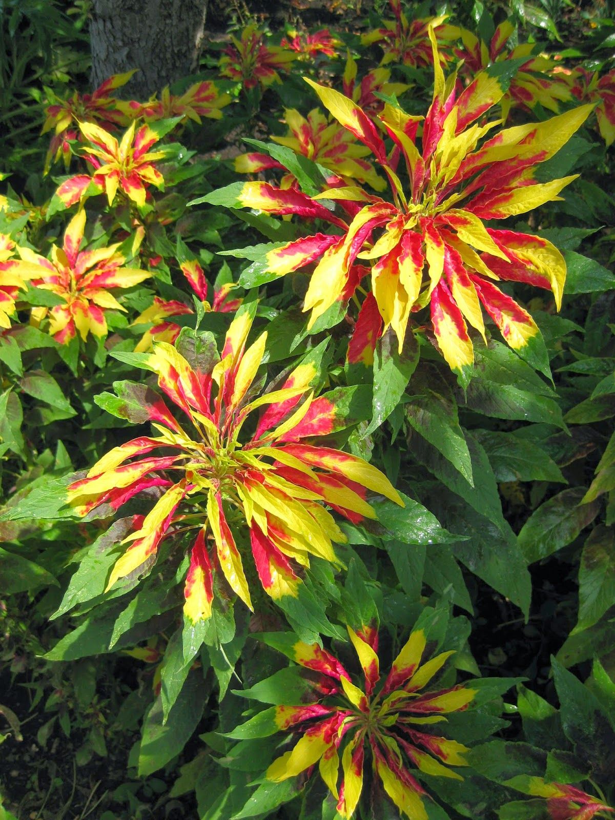 Amaranthus Tricolor Perfecta Seeds