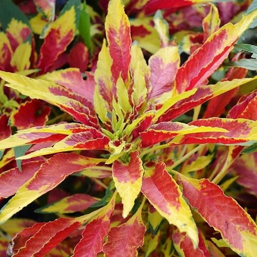 Amaranthus Tricolor Perfecta Seeds