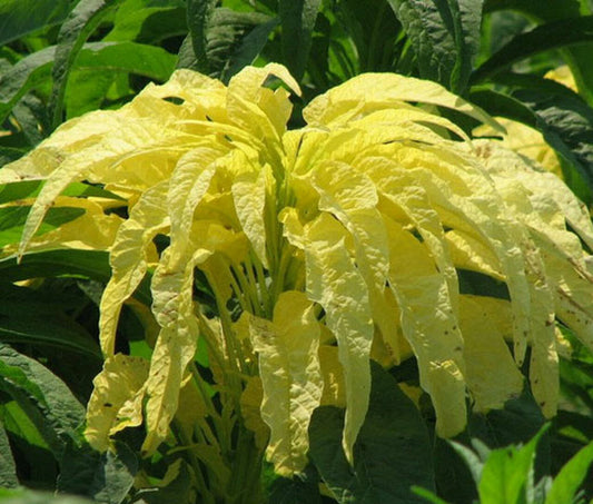 Amaranthus Tricolor Yellow Seeds