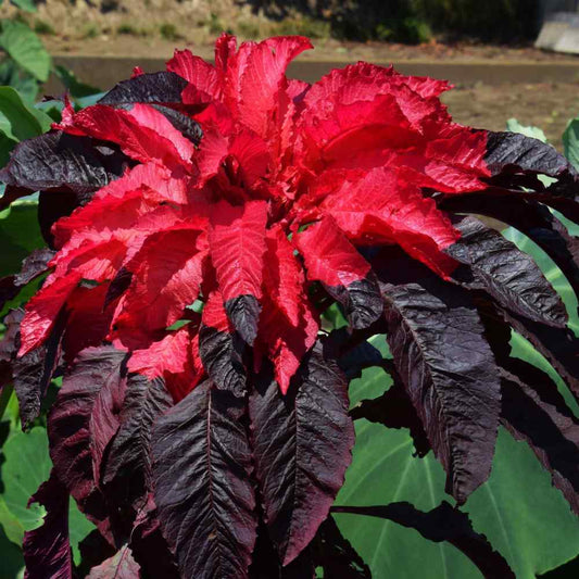 Amaranthus Early Splendor Seeds