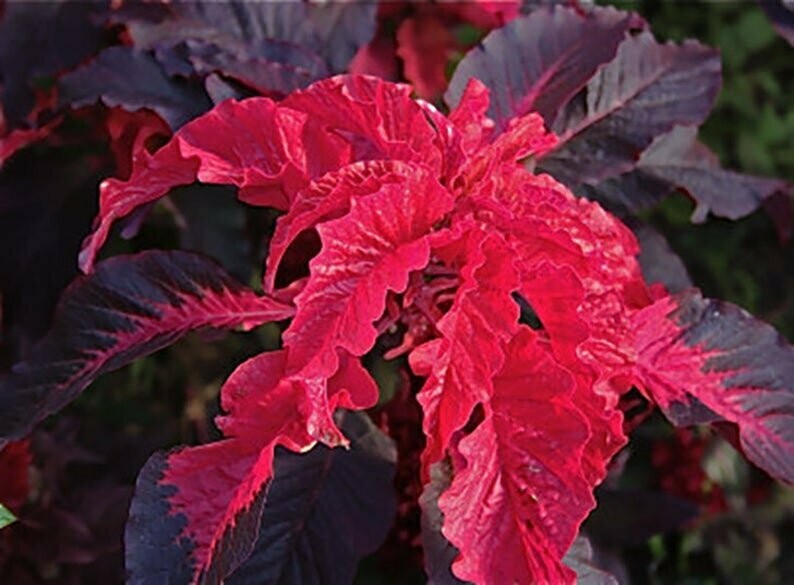 Amaranthus Early Splendor Seeds