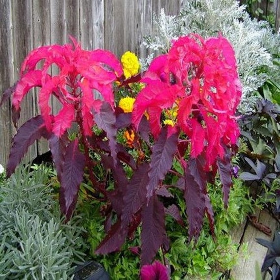 Amaranthus Early Splendor Seeds
