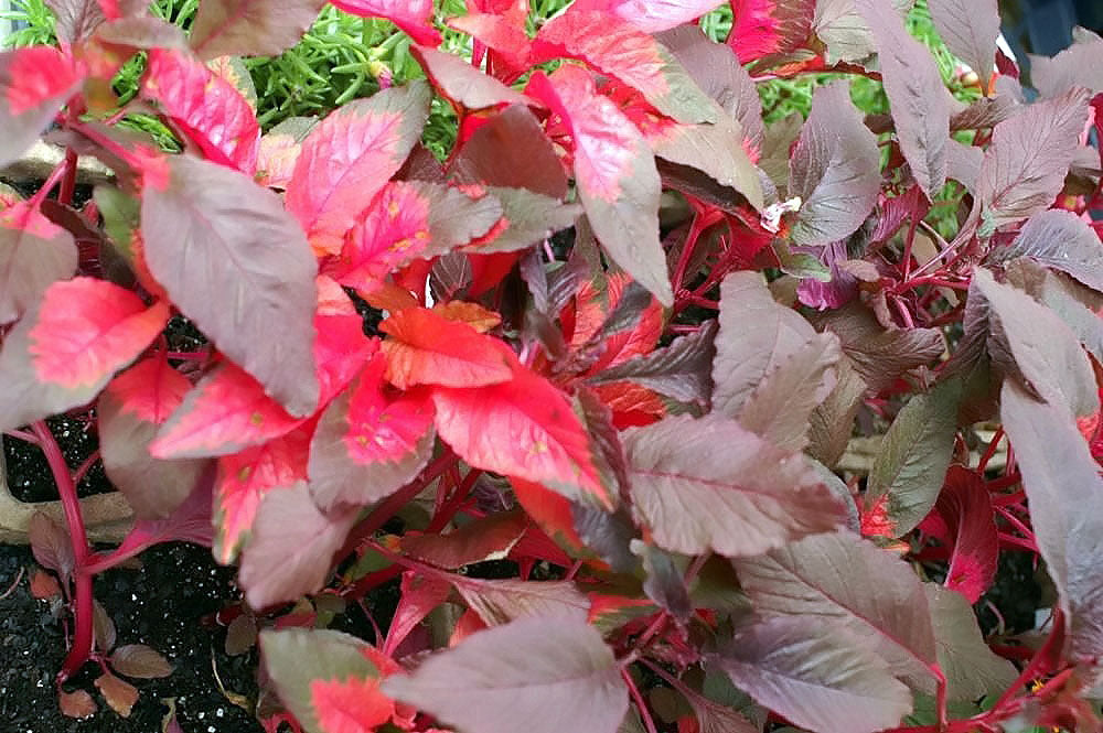 Amaranthus Early Splendor Seeds