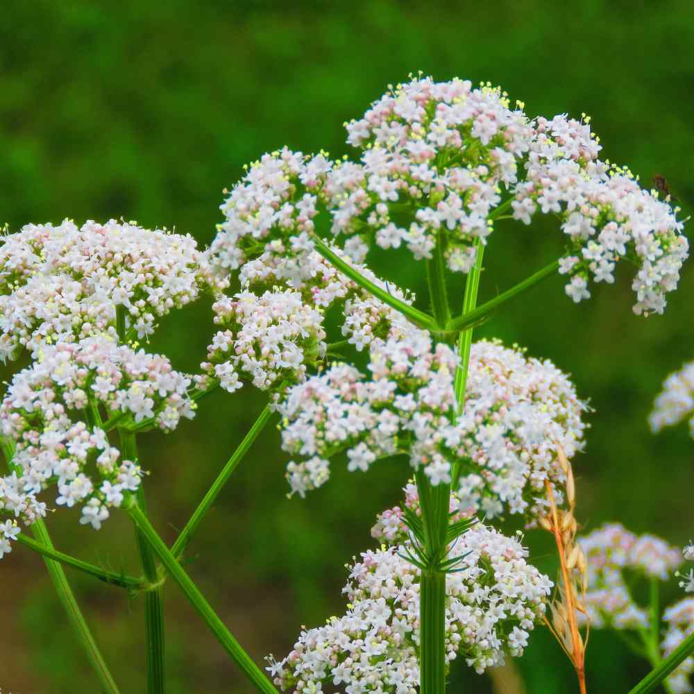 Anise Herb Seeds