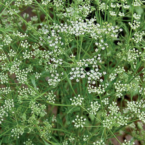 Anise Herb Seeds