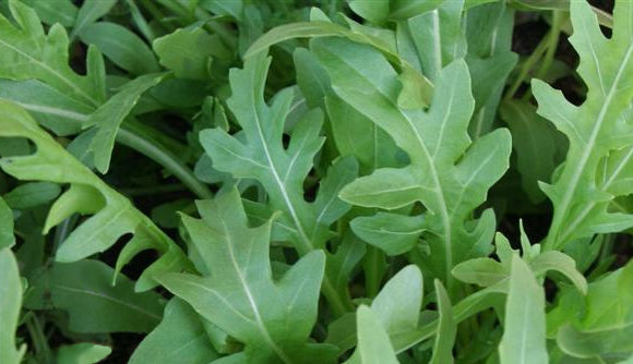 Arugula Herb Seeds