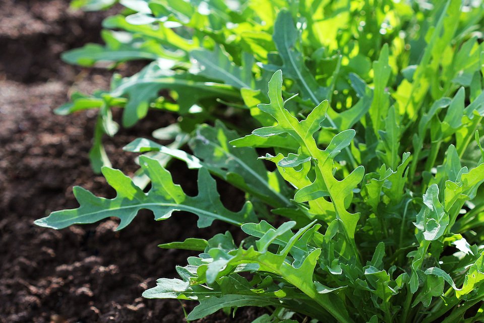 Arugula Herb Seeds