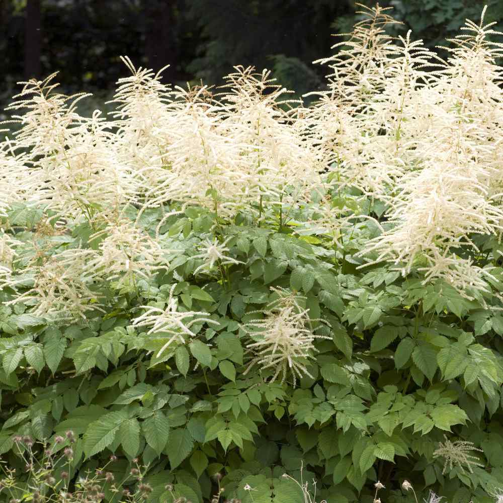 Aruncus Plume Seeds