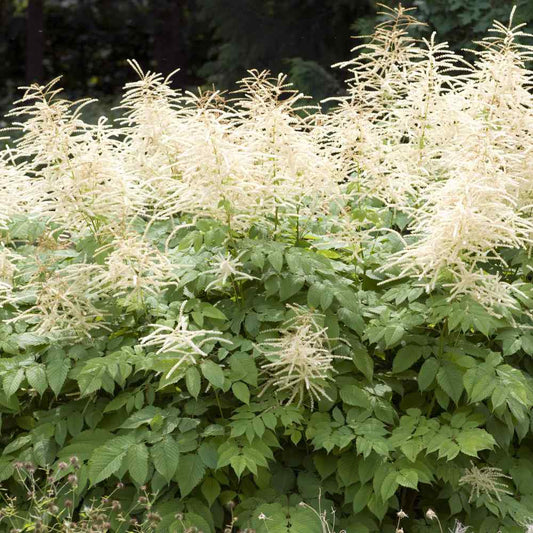 Aruncus Plume Seeds